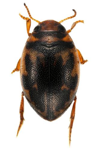 Réf. 316 177 : Hygrotus inaequalis